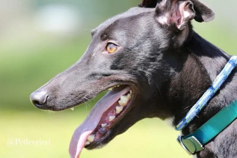 29 Jerry Greyhound rescue petlevrieri petlevrierionlus foster progettofoster