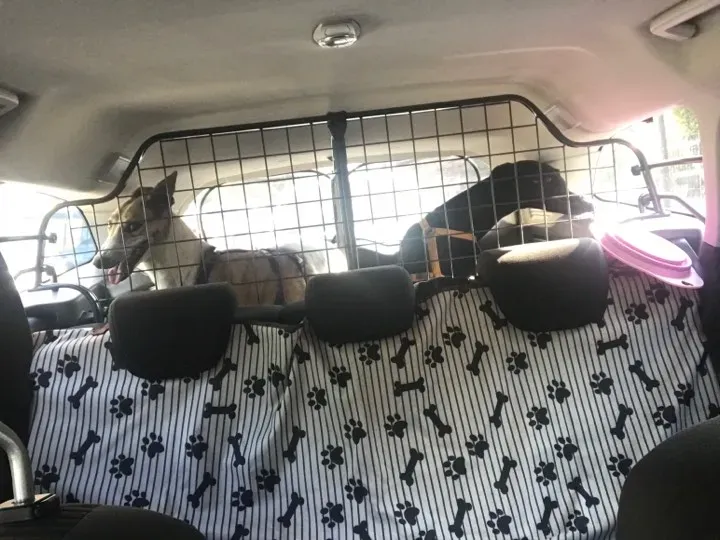 29 Sam whippet petlevrieri petlevrierionlus salvatomercatodellacarne Foster progettofoster.JPG