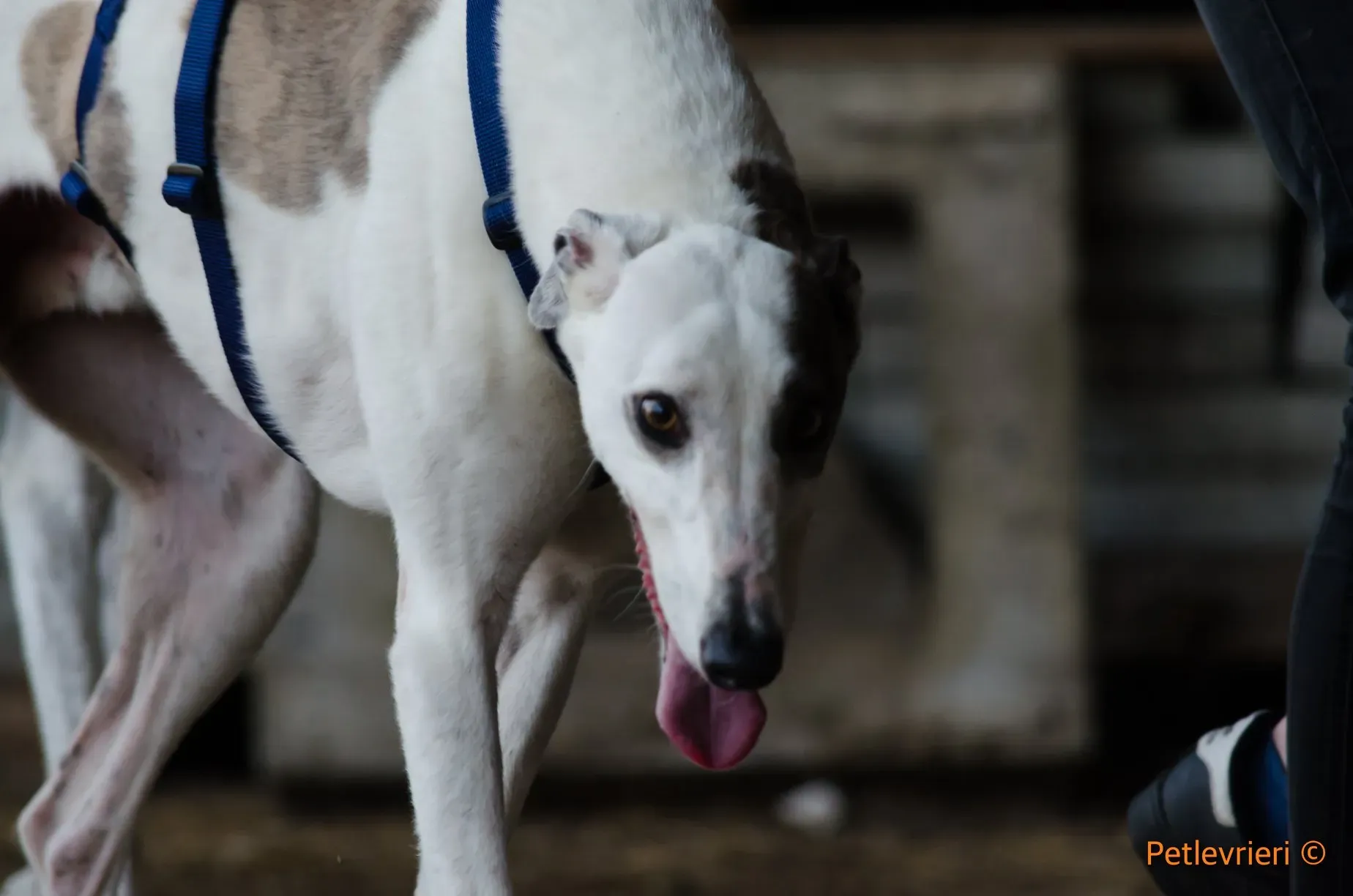 29 Spark Greyhound rescue petlevrieri petlevrierionlus foster progettofoster