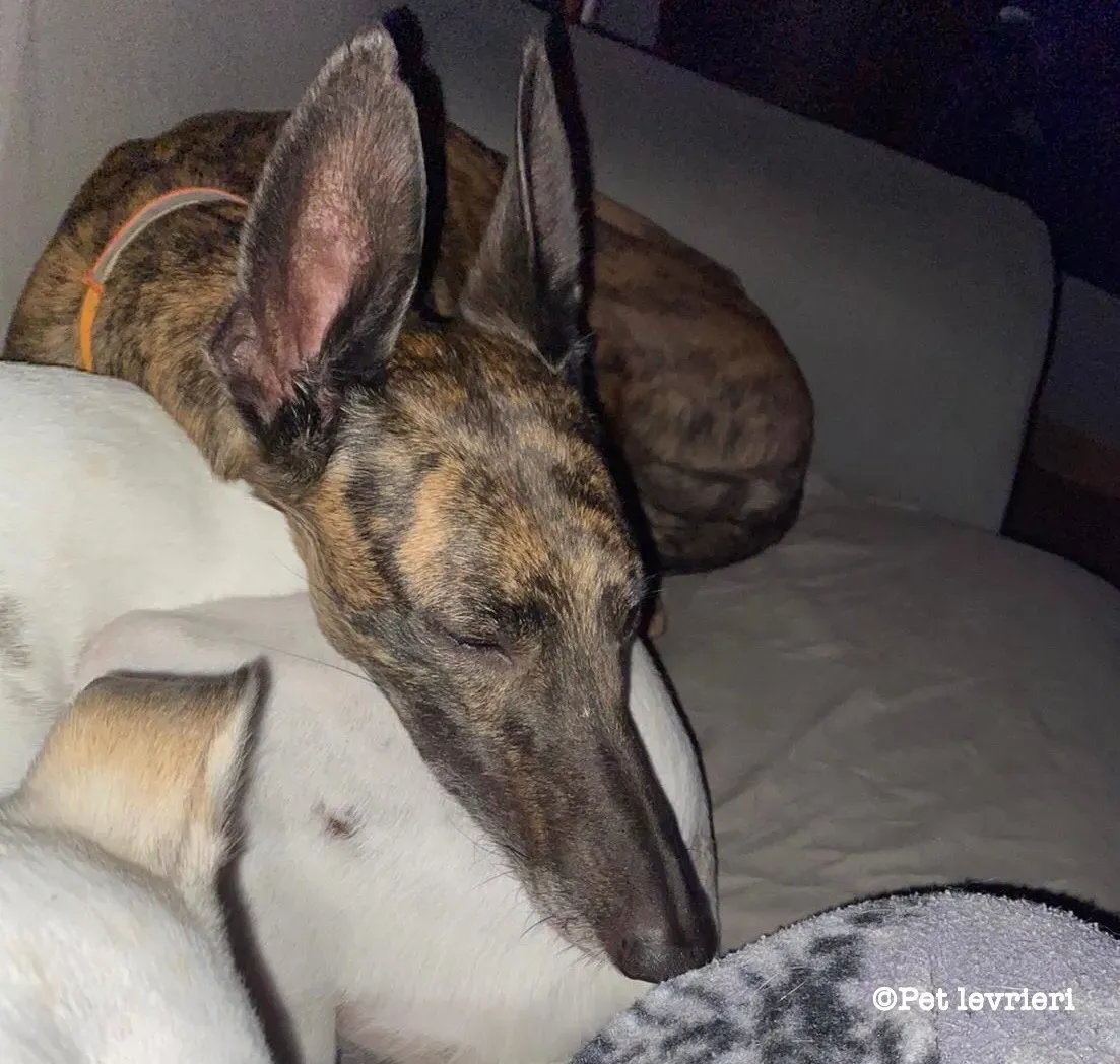 2C44FE45 4726 4F2B 80D8 DAF753EAA158