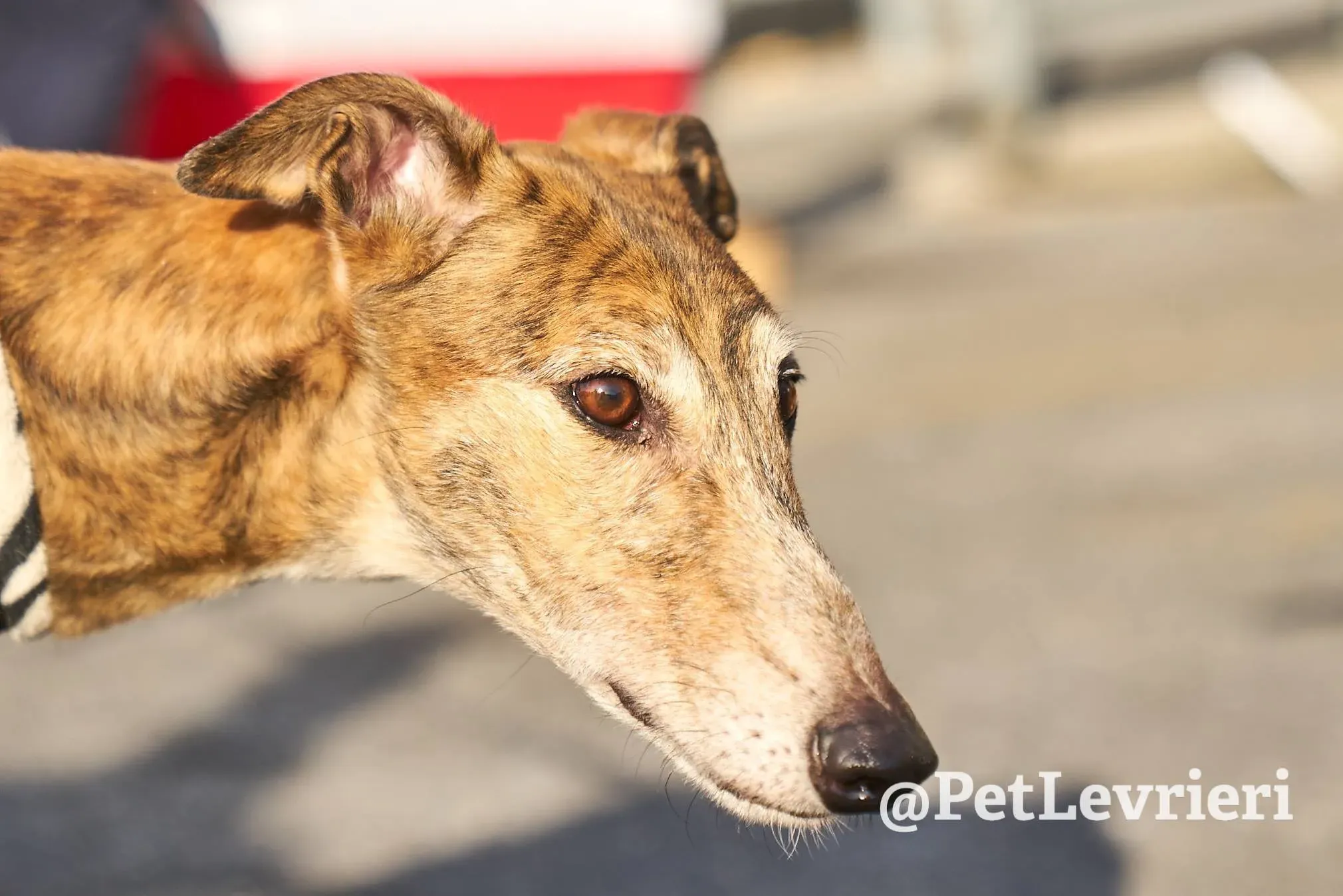 2FA22349 D01B 48B0 A200 8EBEBEBAECAF