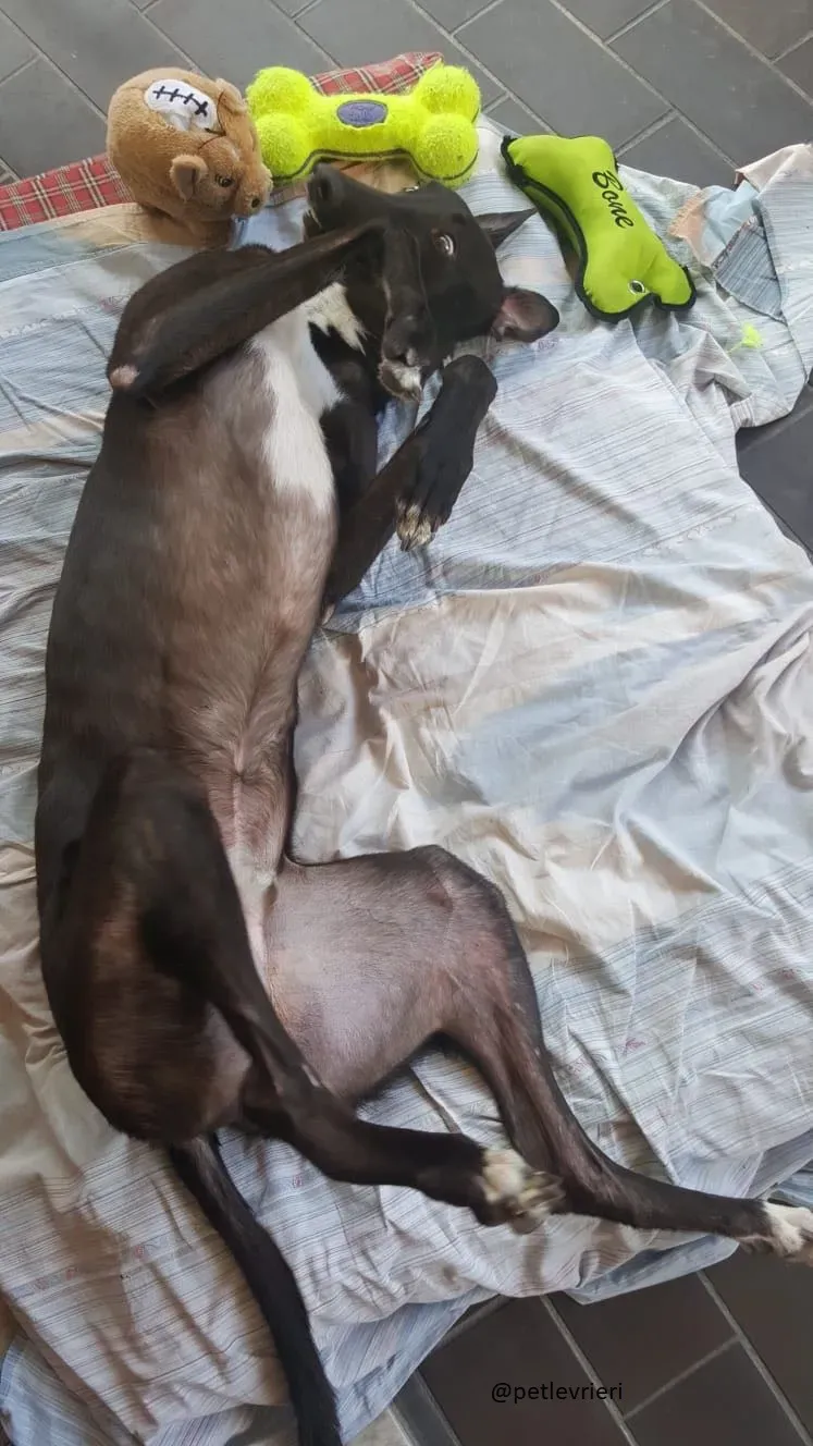 2 Jerry Greyhound rescue petlevrieri petlevrierionlus foster progettofoster