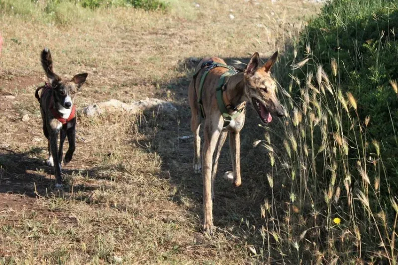 2 Nori feliciacasa petlevrierionlus petlevrieri 