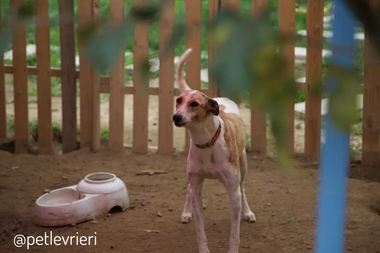 2 Sam whippet petlevrieri petlevrierionlus salvatomercatodellacarne cina maco.JPG