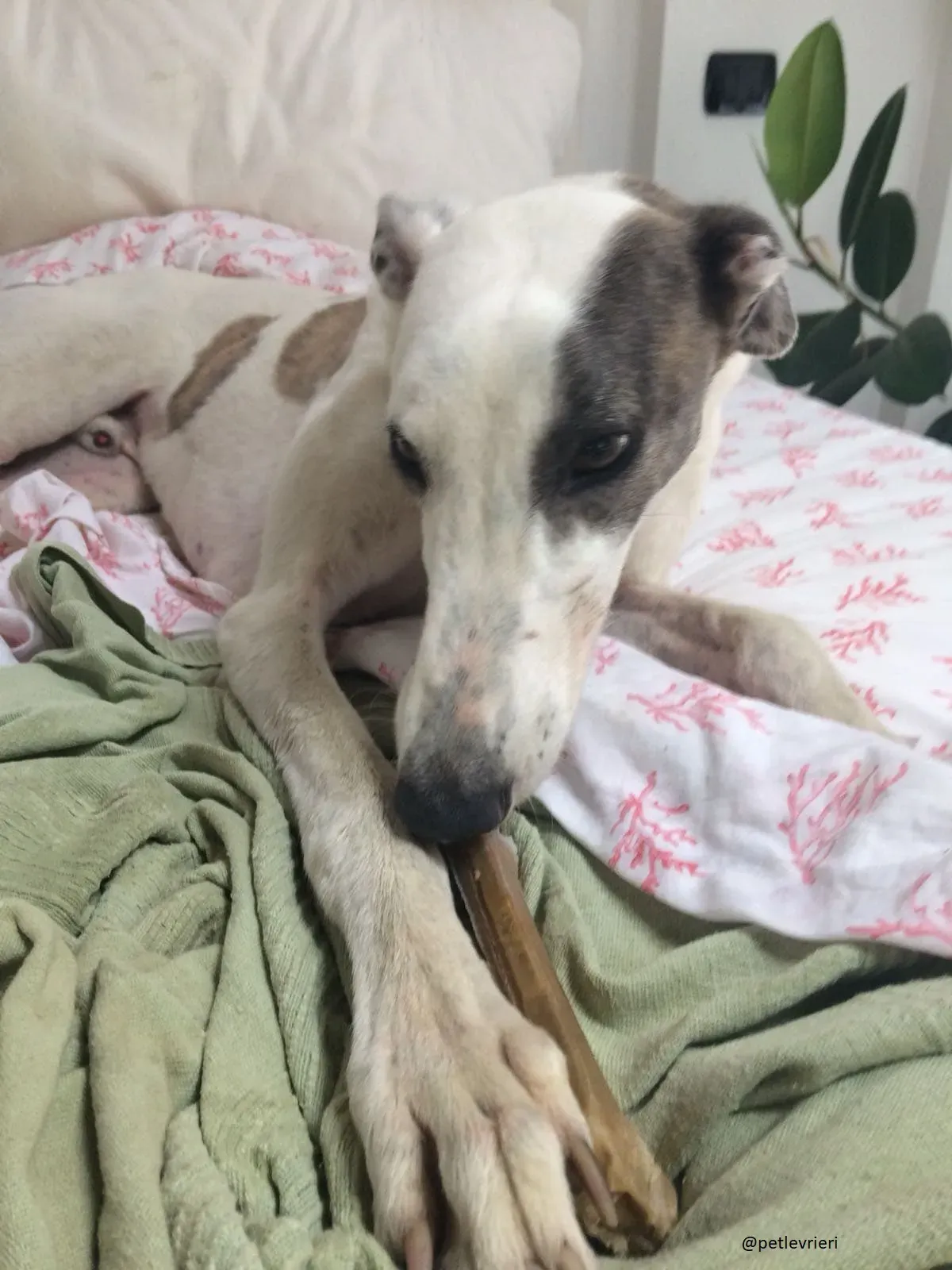 2 Spark Greyhound rescue petlevrieri petlevrierionlus foster progettofoster