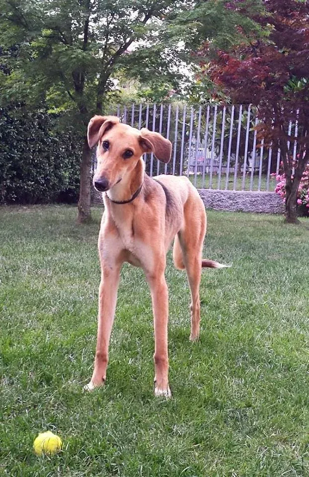 2 Steve lurcher petlevrierionlus adozione foster fostering