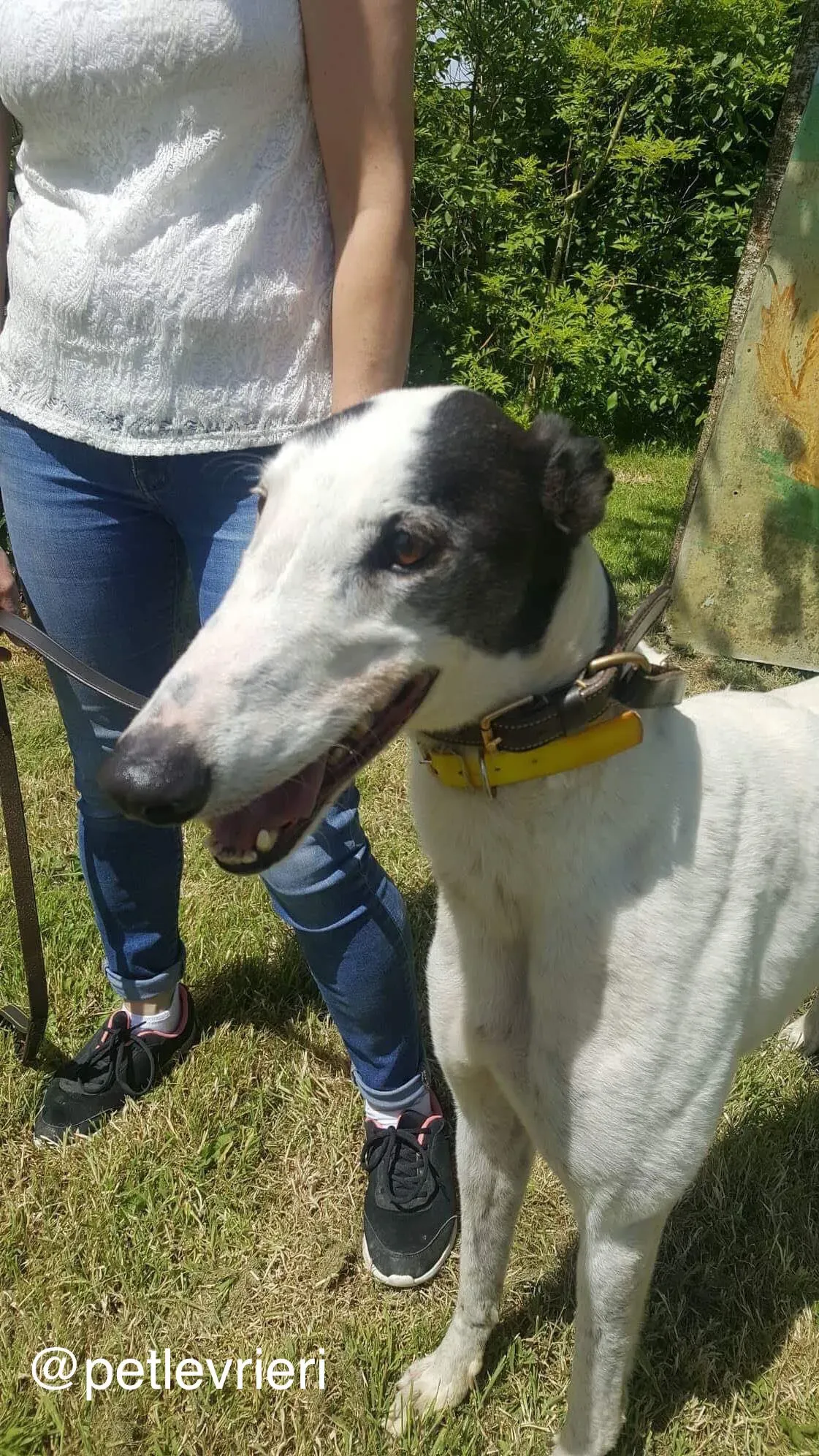 2 Young petlevrieri petlevrierionlus greyhound rescue settembre18