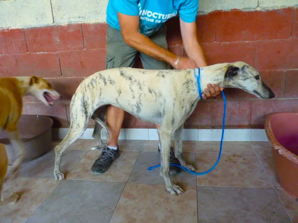 2  8526 adozione levrieri galgo