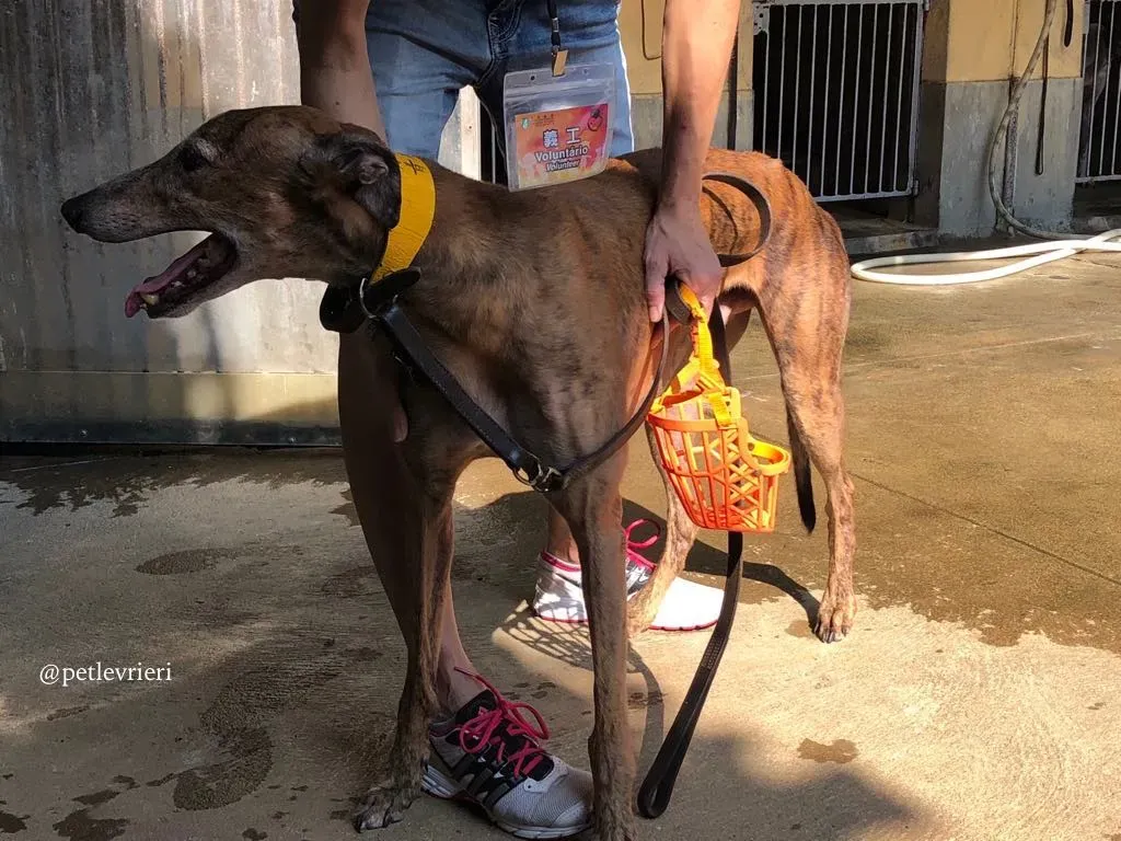 2 aogiri sen adozione greyhound macao