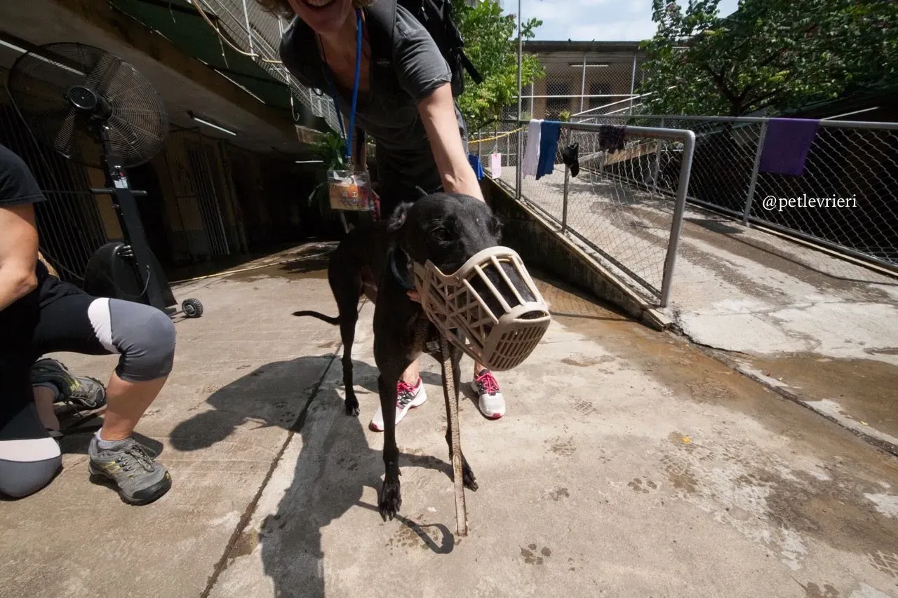 2 as boy adozione greyhound macao