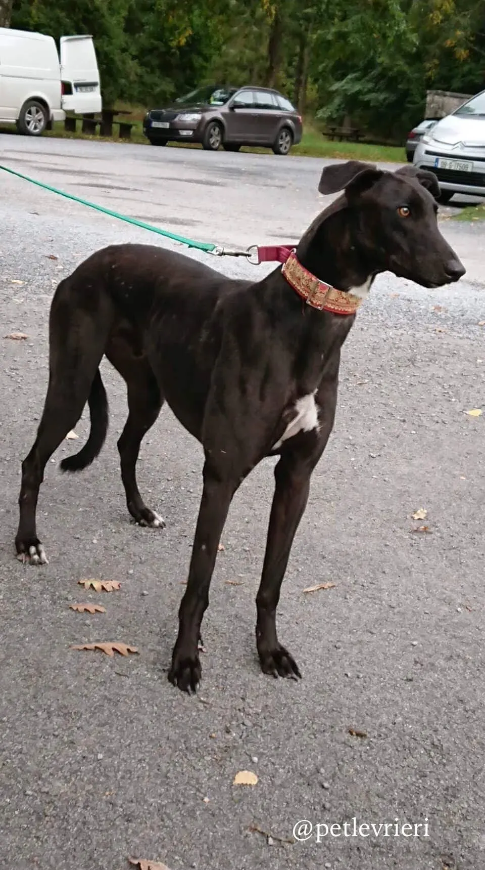 2 ash adozione levrieri greyhound