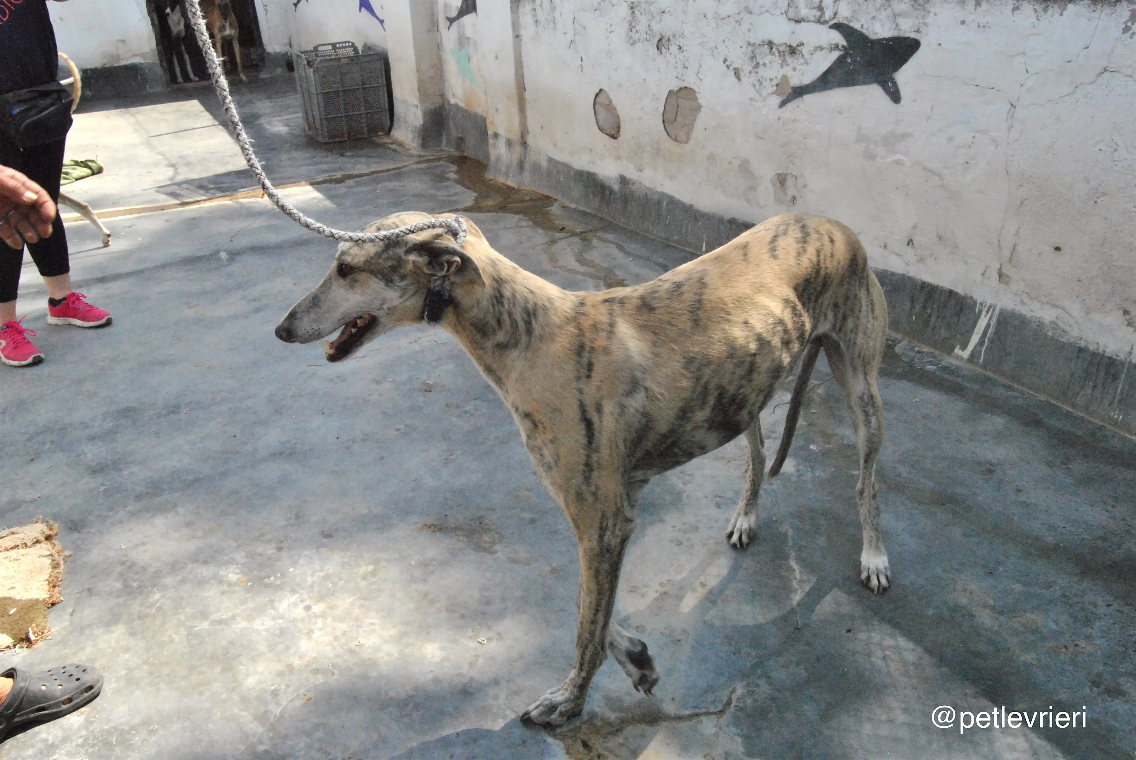 2 bastorin adozione levrieri galgo 1