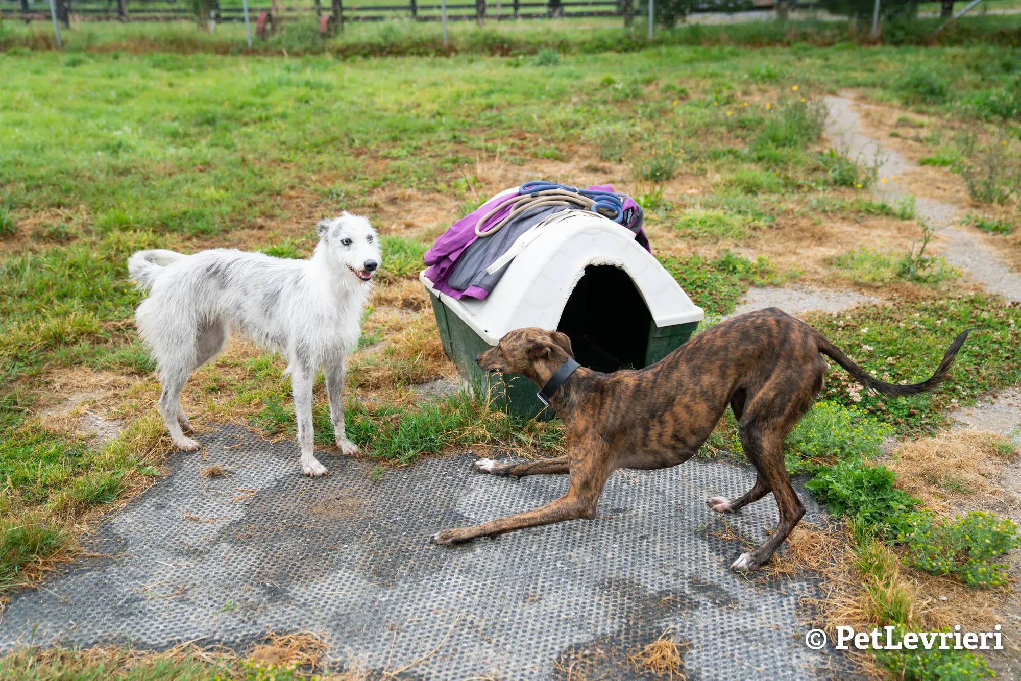 2 bella adozione levrieri greyhound