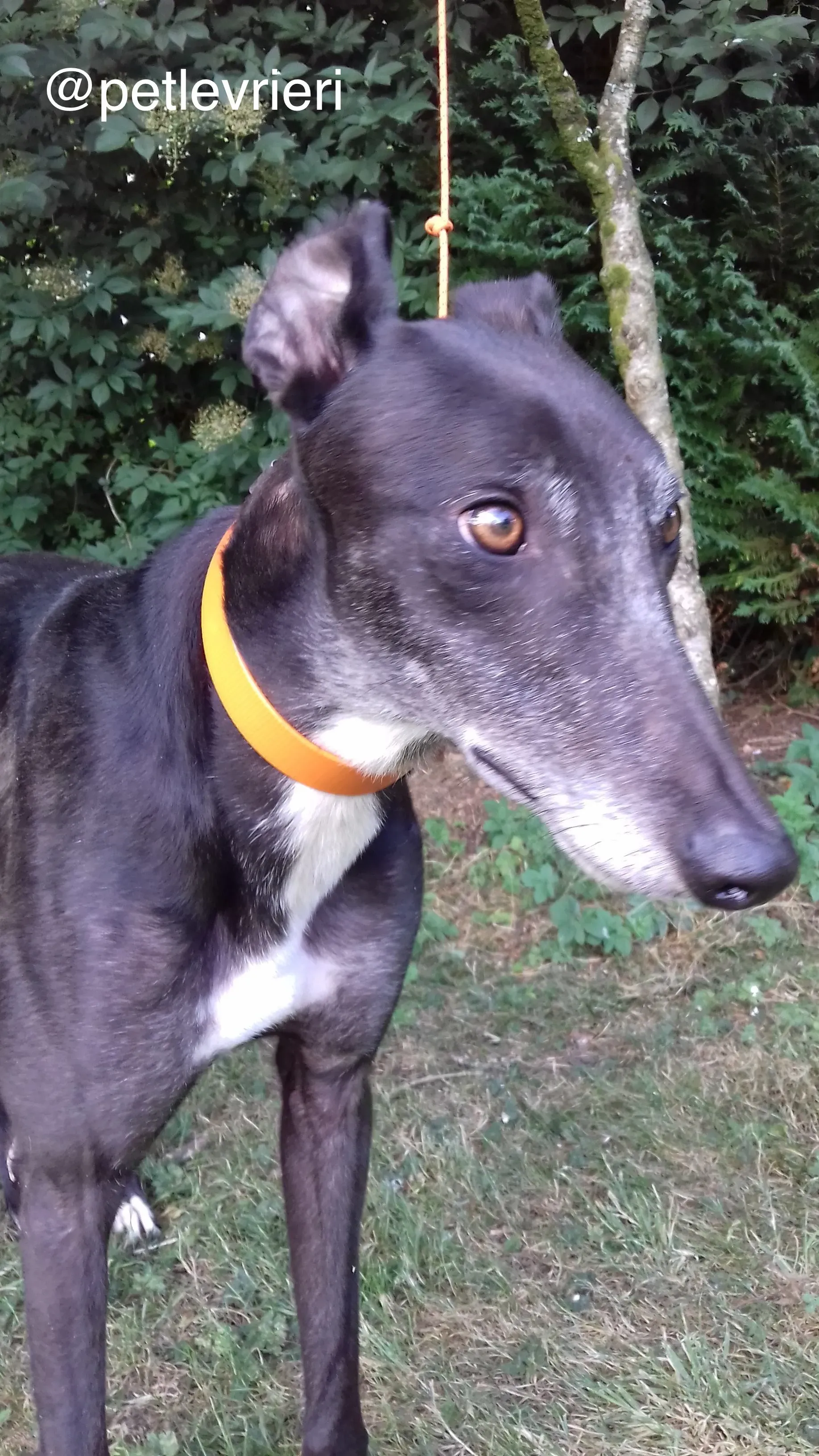 2 biddy adozione levrieri greyhound