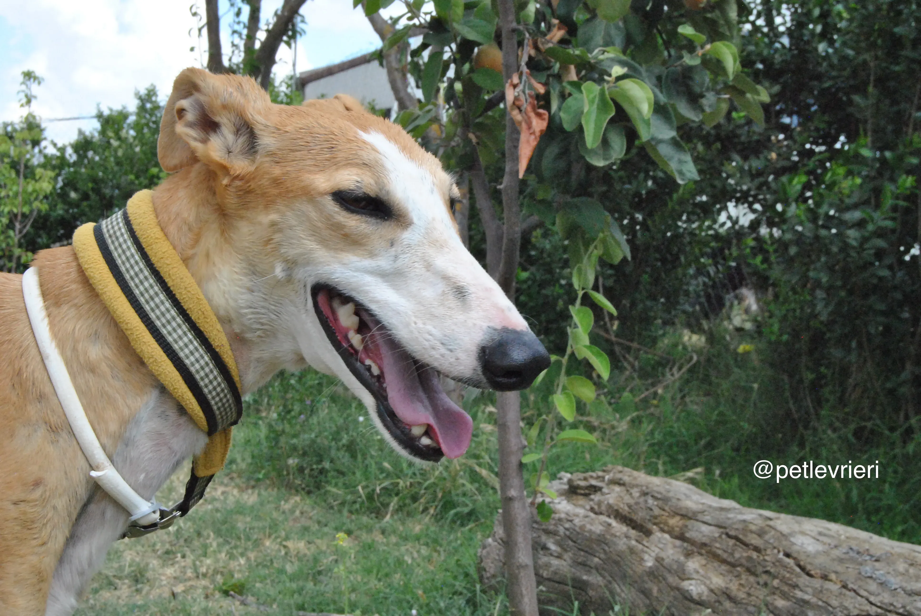 2 bisky adozione levrieri galgo