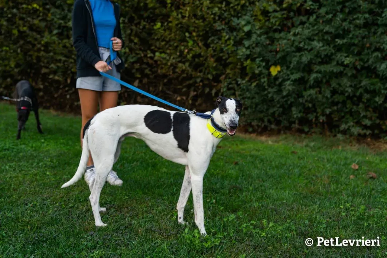 2 bob adozione levrieri greyhound