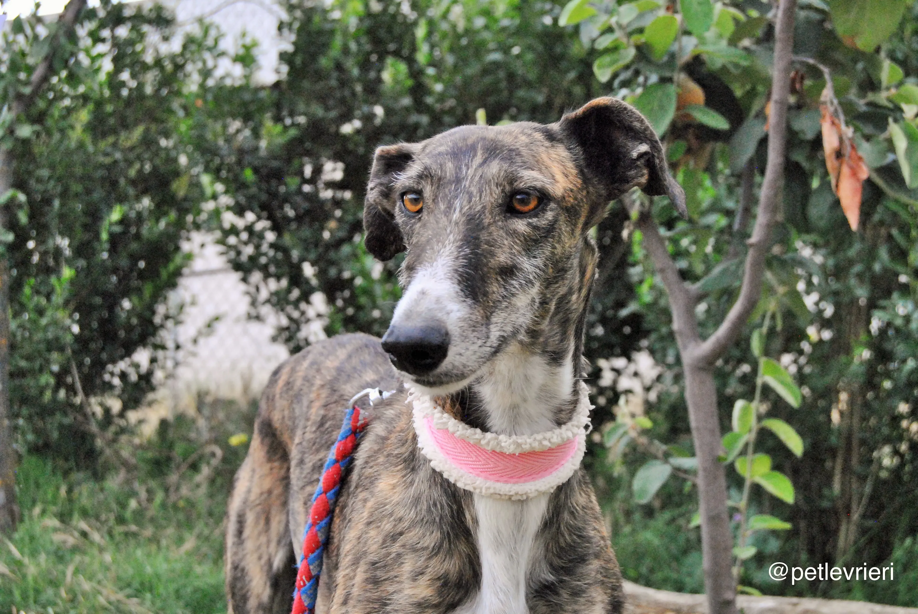 2 brandy adozione levrieri galgo