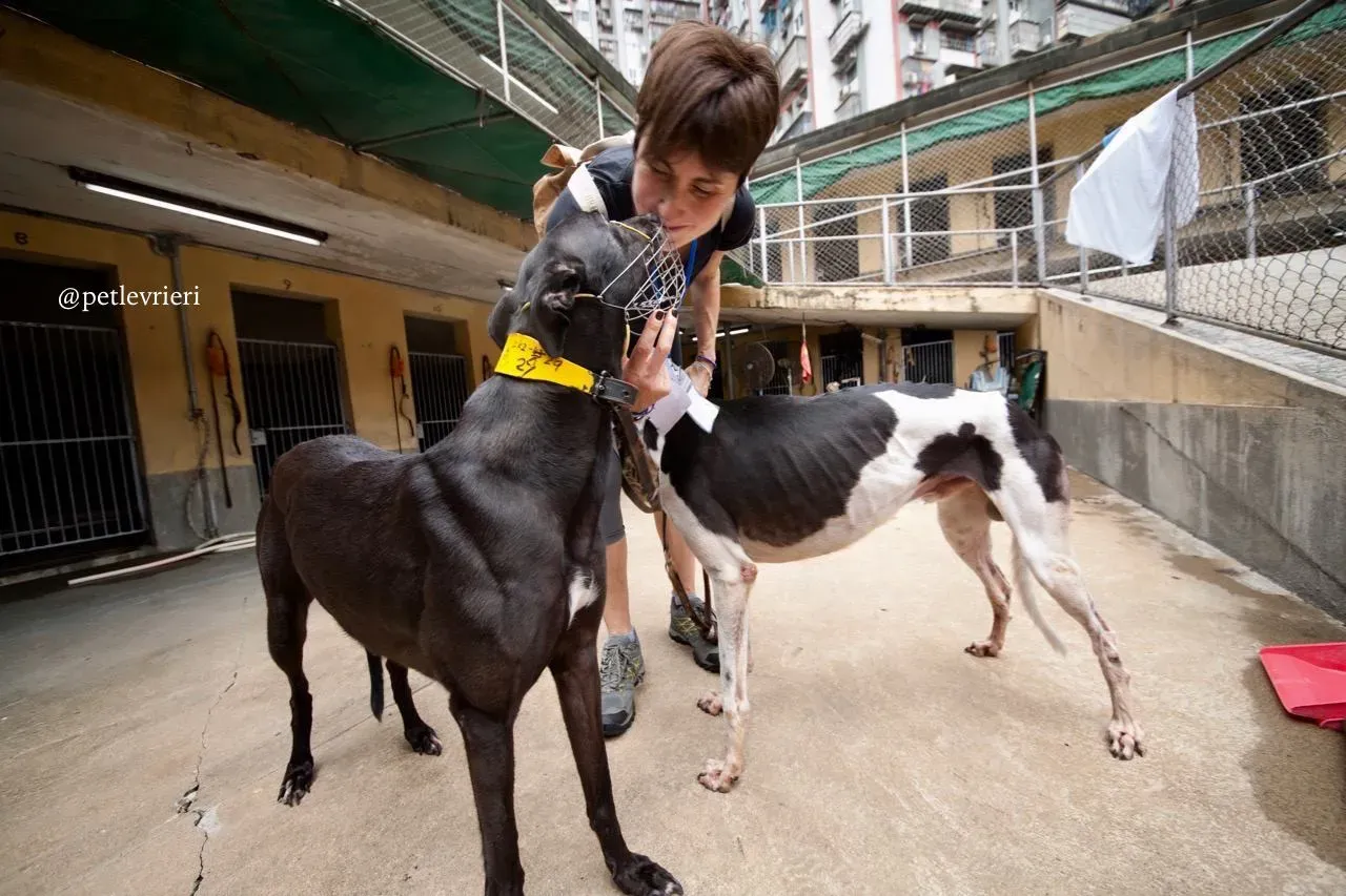 2 bright colour adozione greyhound macao