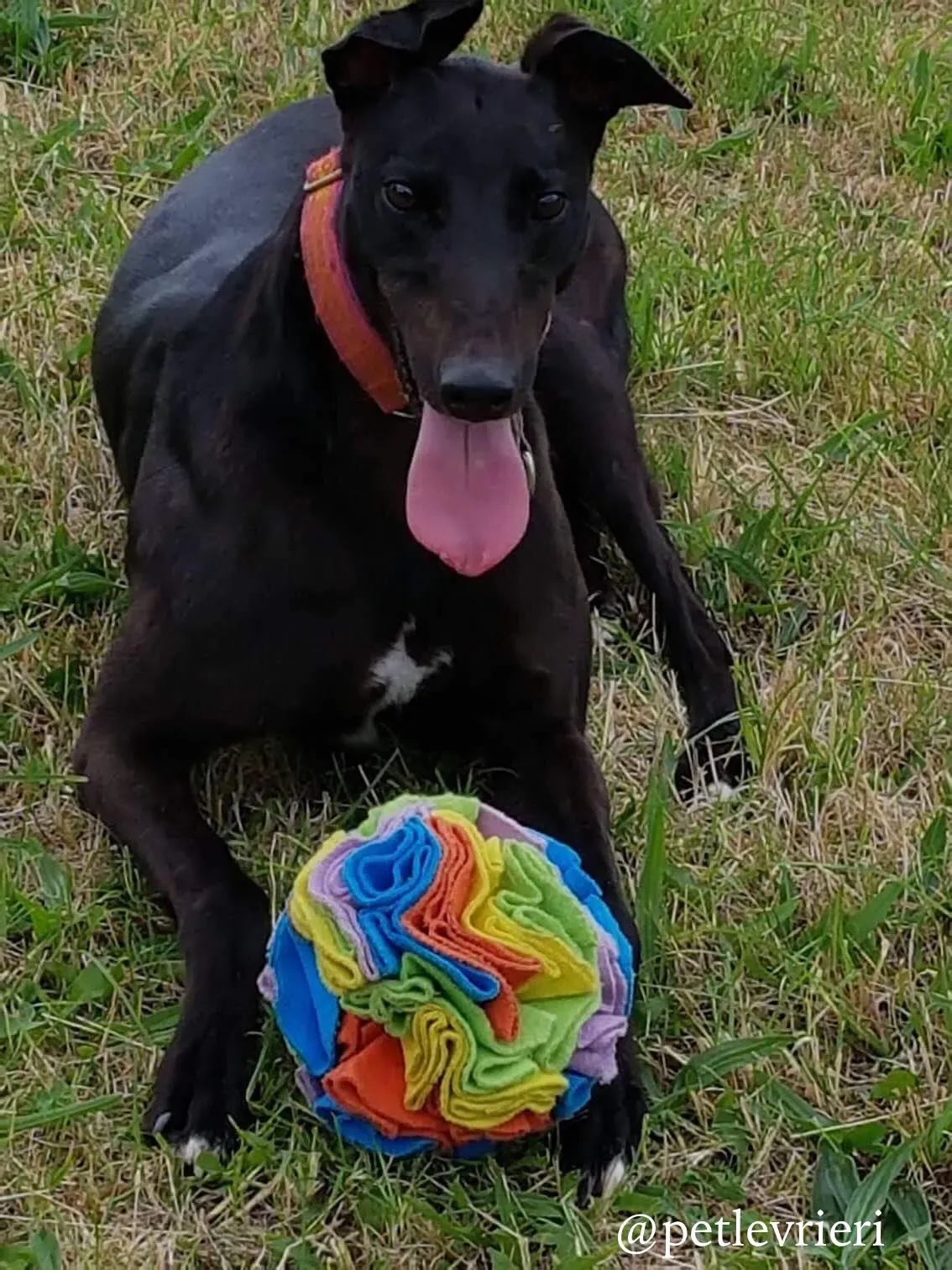 2 bucksie adozione levrieri greyhound