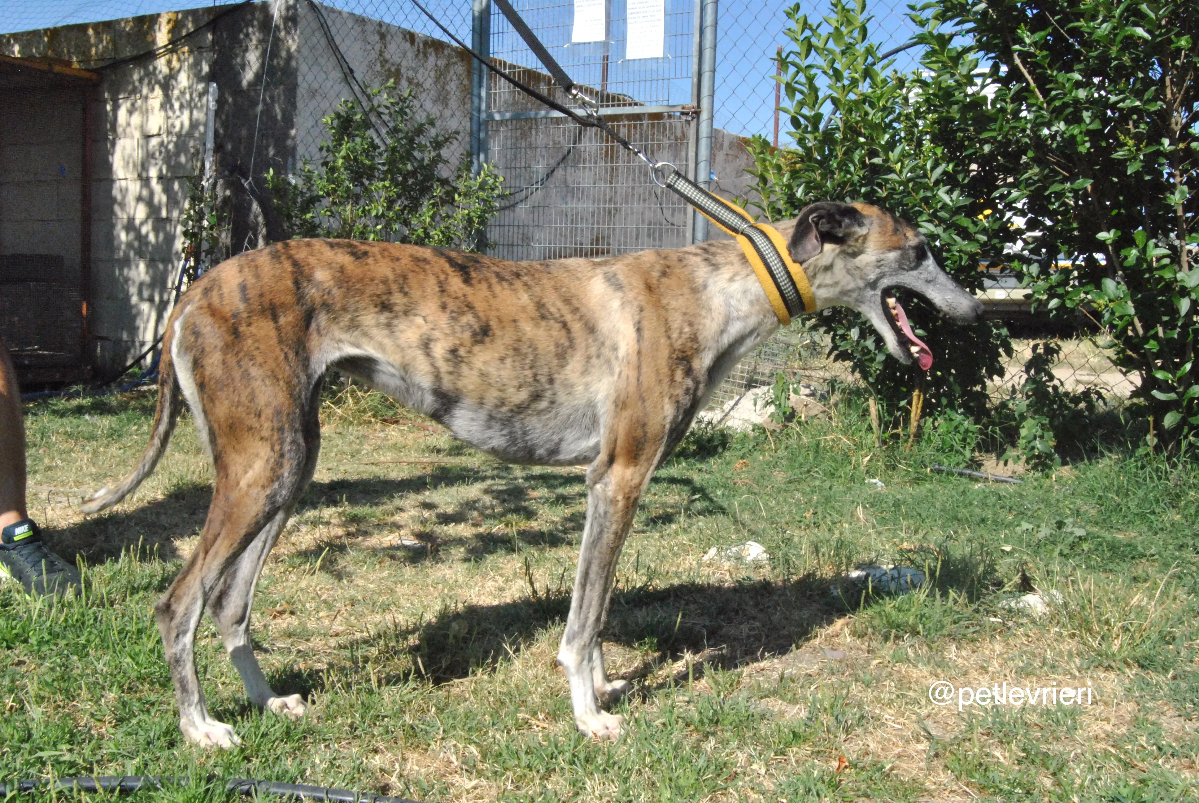 2 campanera adozione levrieri galgo