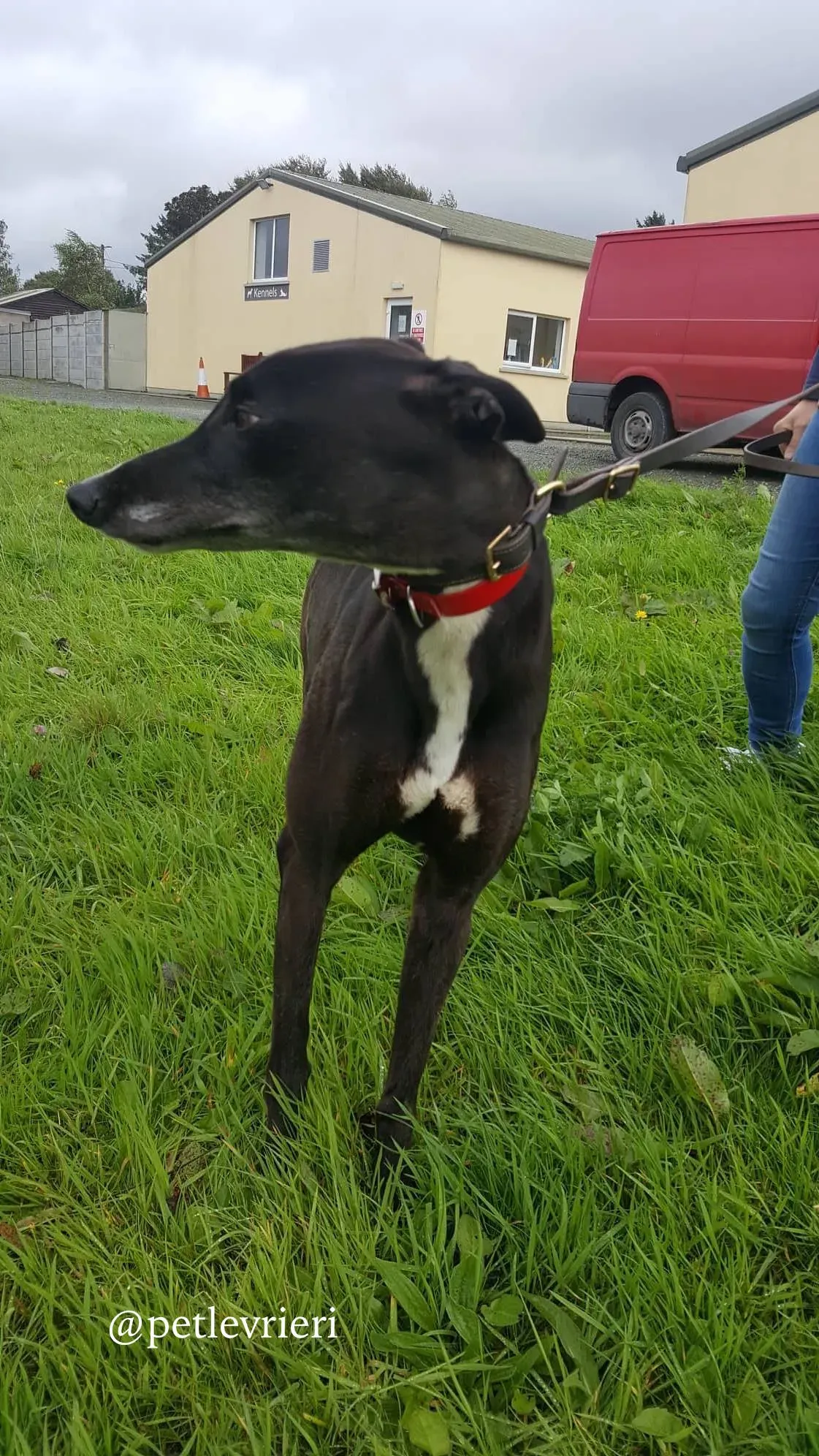 2 clancy adozione greyhound