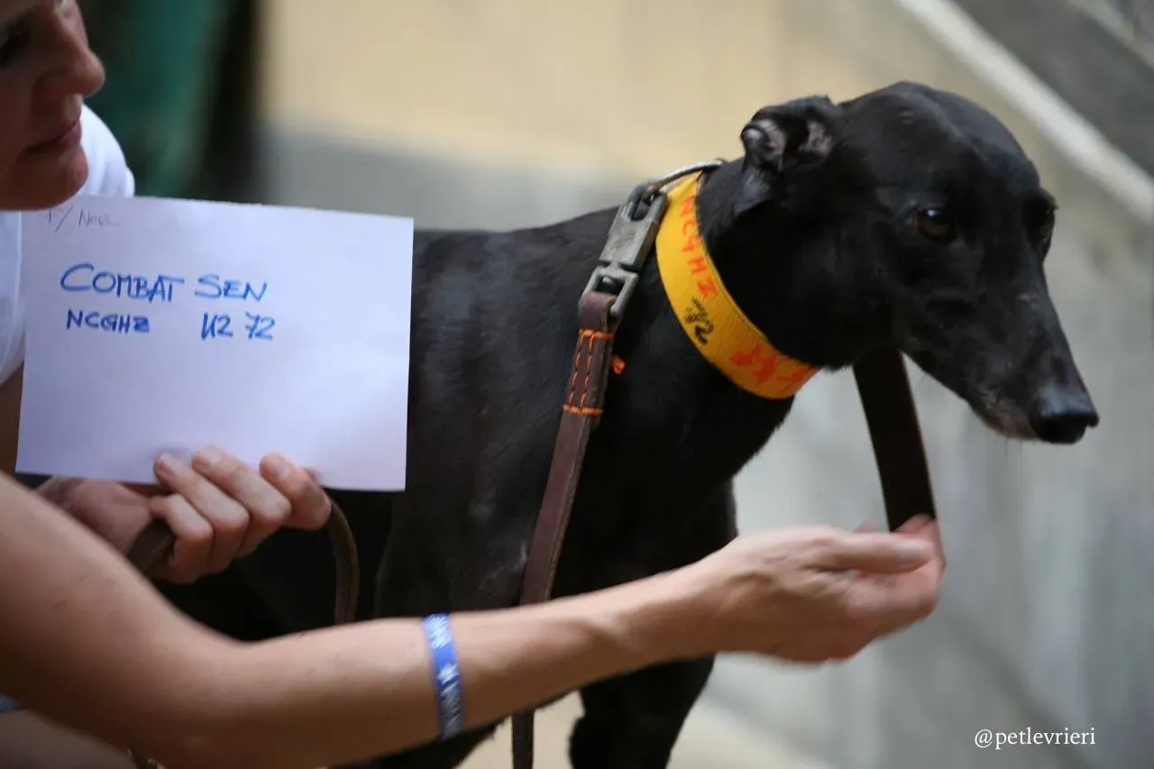 2 combat sen adozione greyhound macao