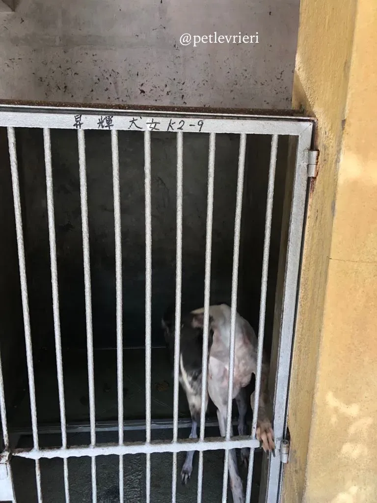 2 cyns crusader adozione greyhound macau