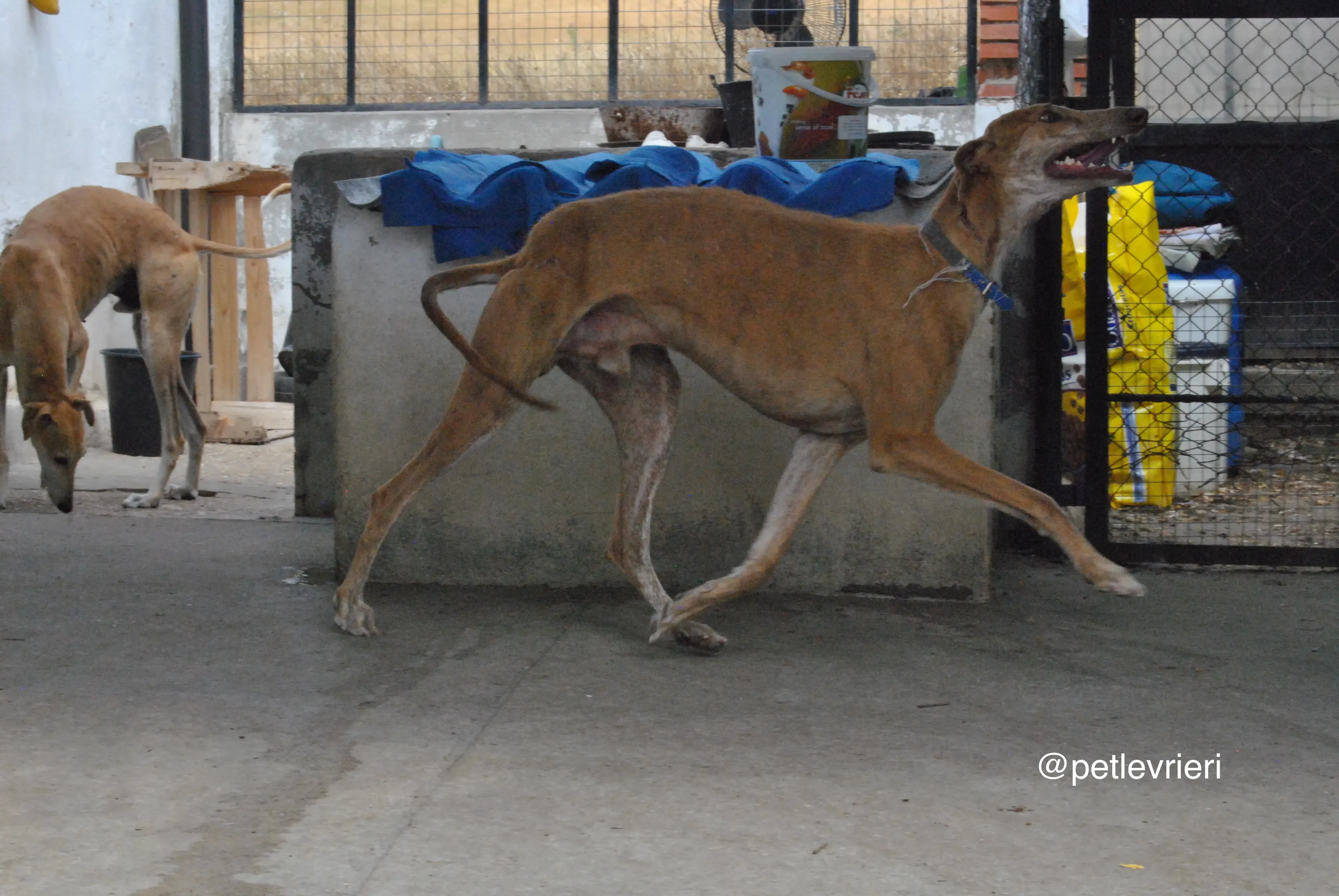 2 dali adozione levrieri galgo