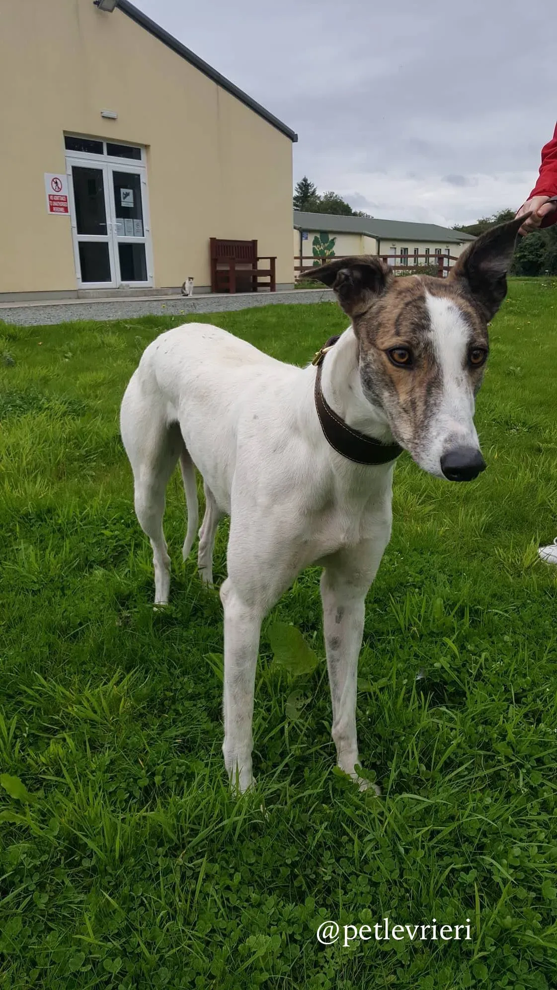 2 deva adozione greyhound