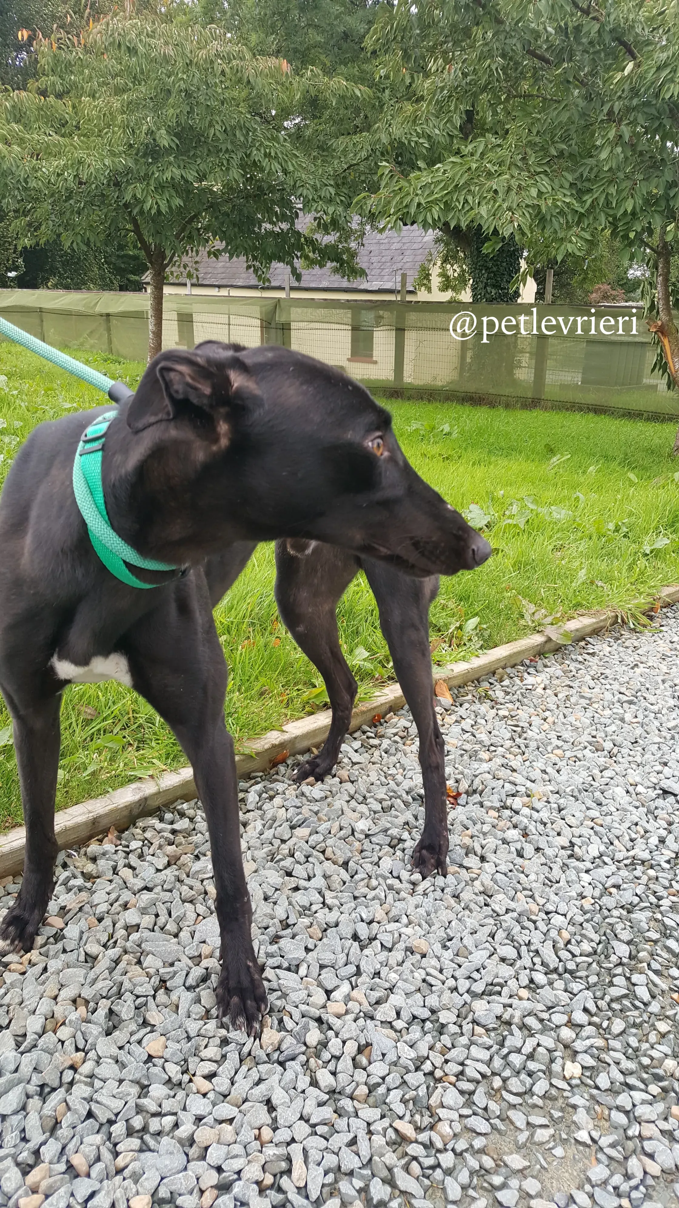 2 doc adozione greyhound