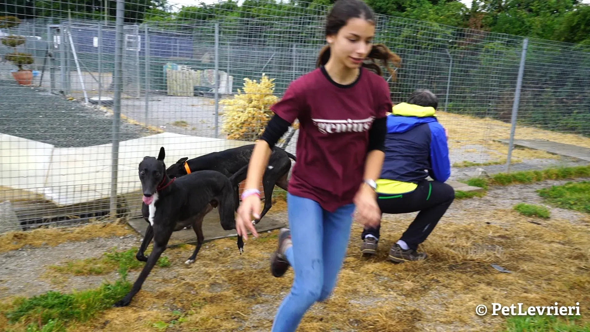 2 ed adozione levrieri greyhound