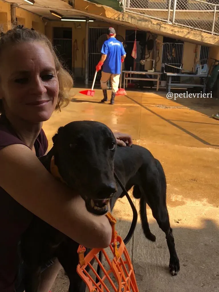 2 fear the beat adozione greyhound macao 1