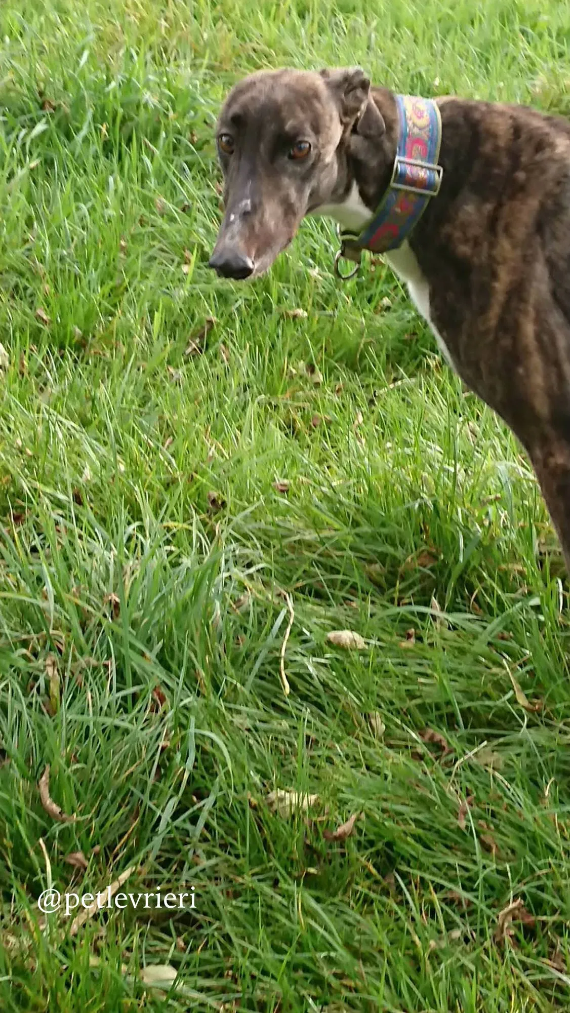 2 femi adozione levrieri greyhound
