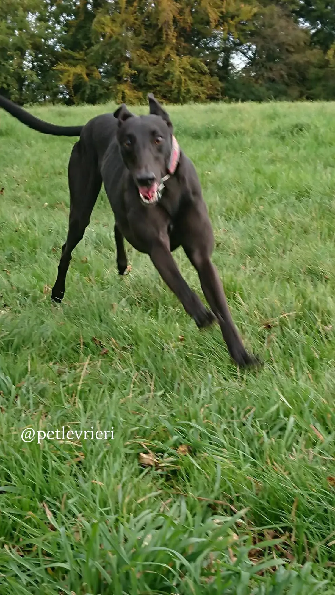 2 folami adozione levrieri greyhound