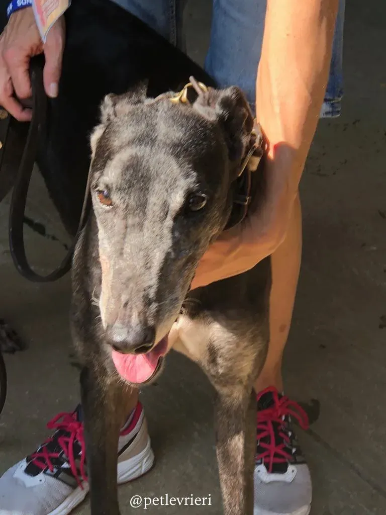 2 full house adozione greyhound macao