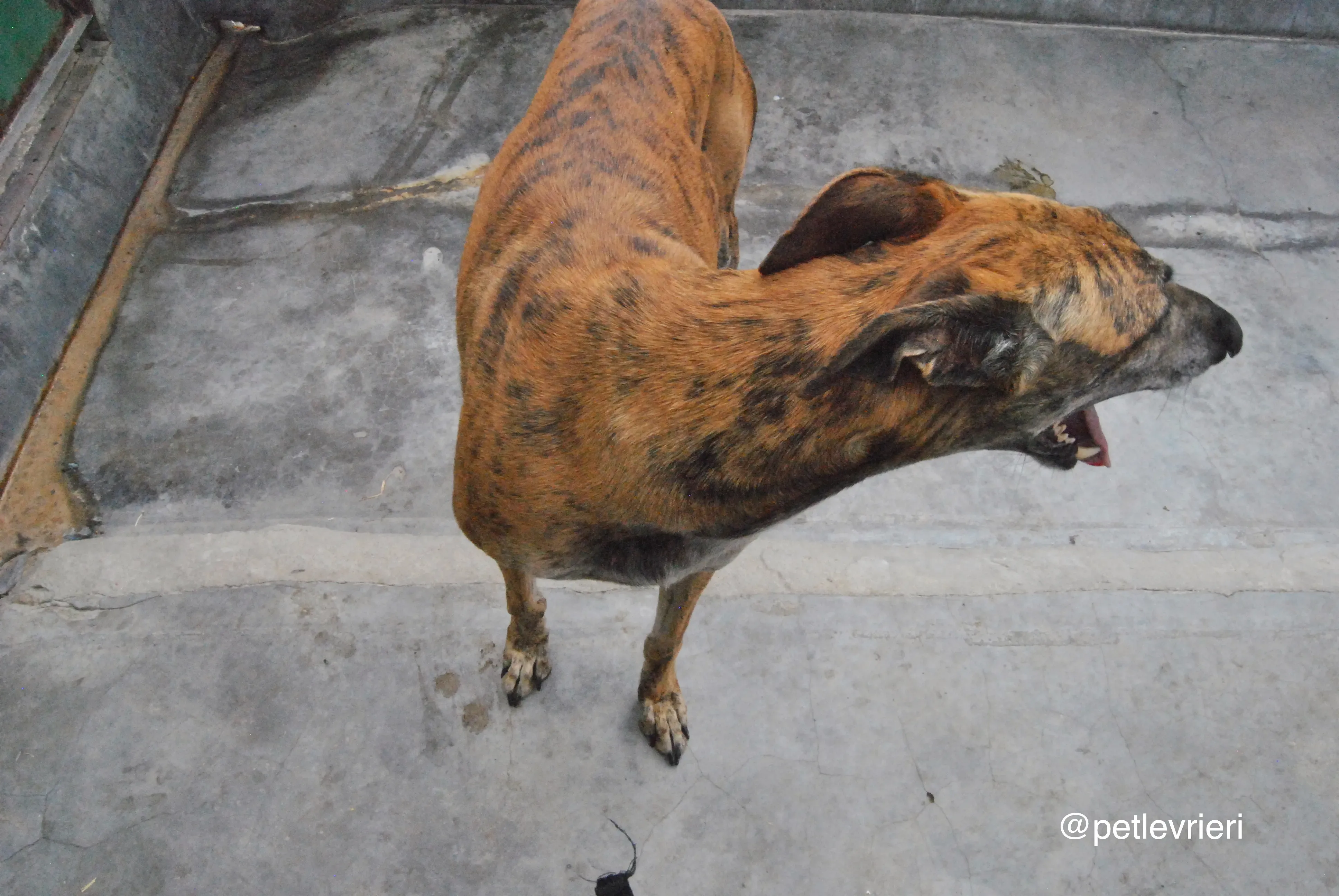 2 furia adozione levrieri galgo 1