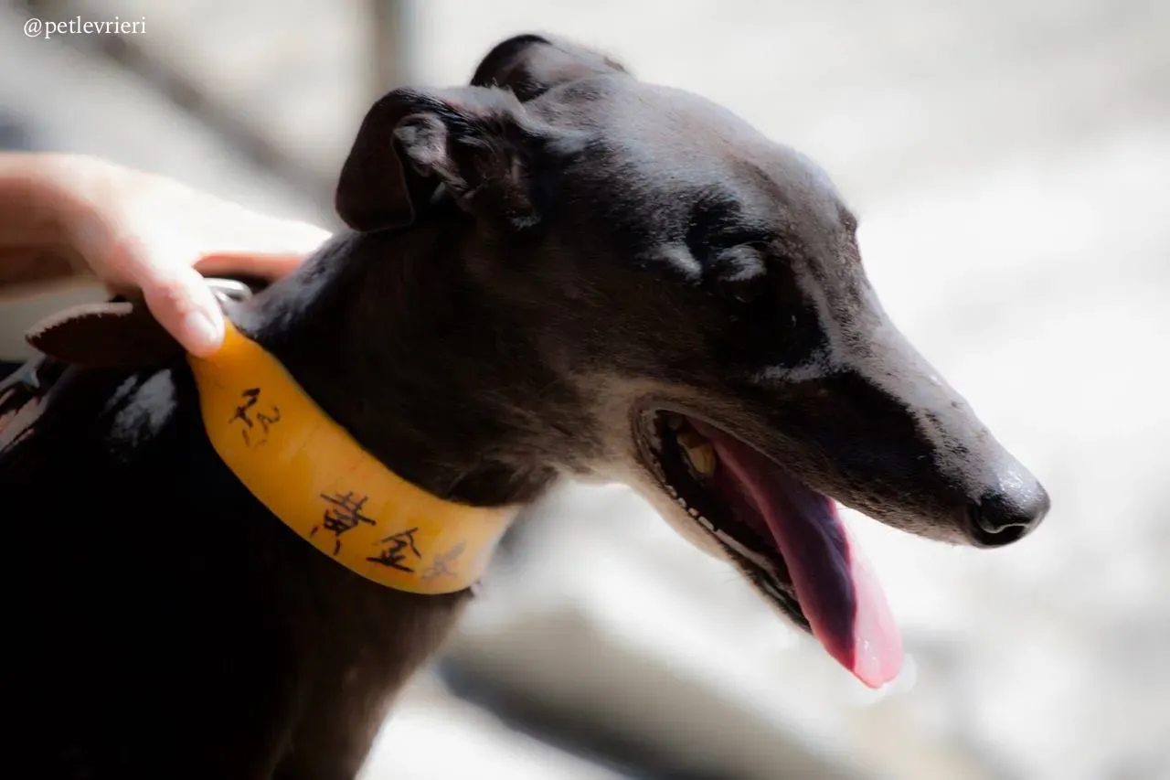 2 golden signify adozione greyhound macao