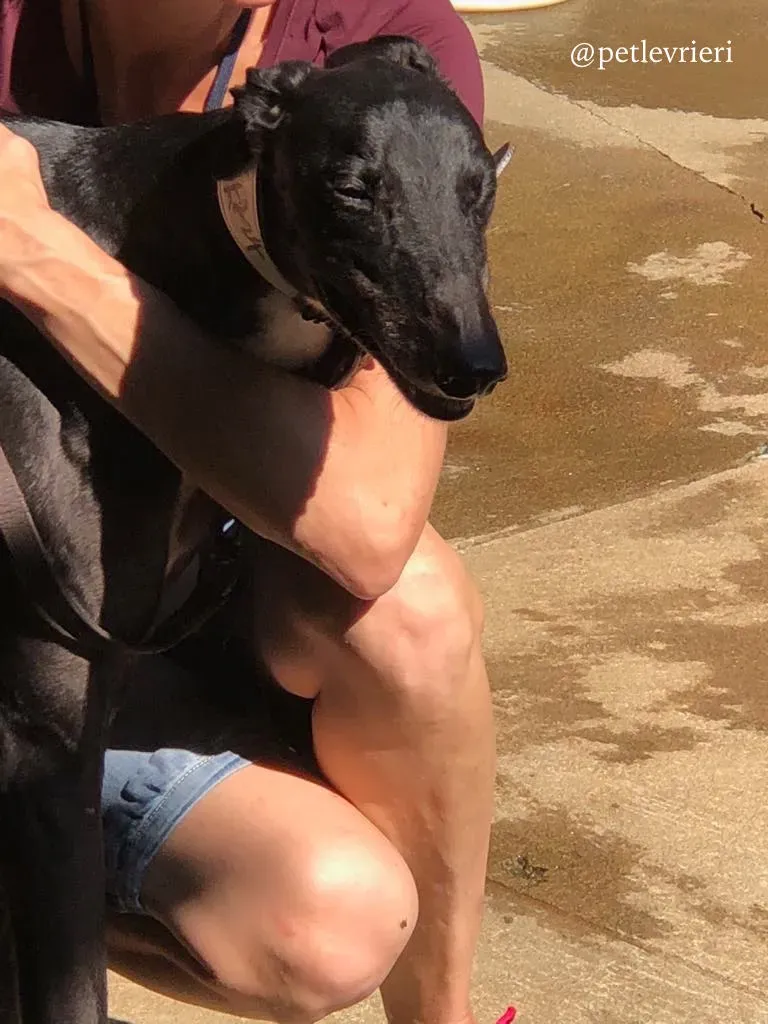 2 greatidol.com adozione greyhound macao