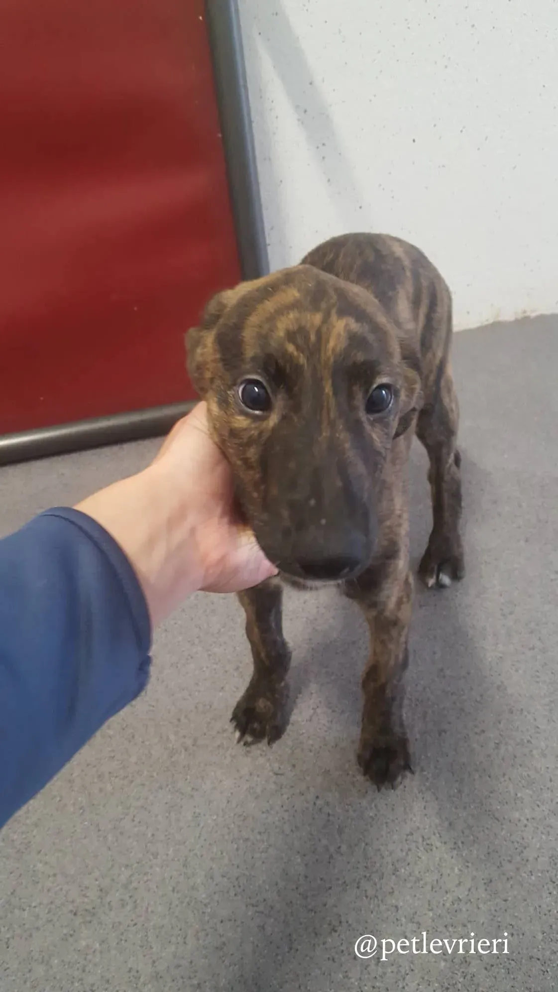 2 gus adozione levrieri greyhound