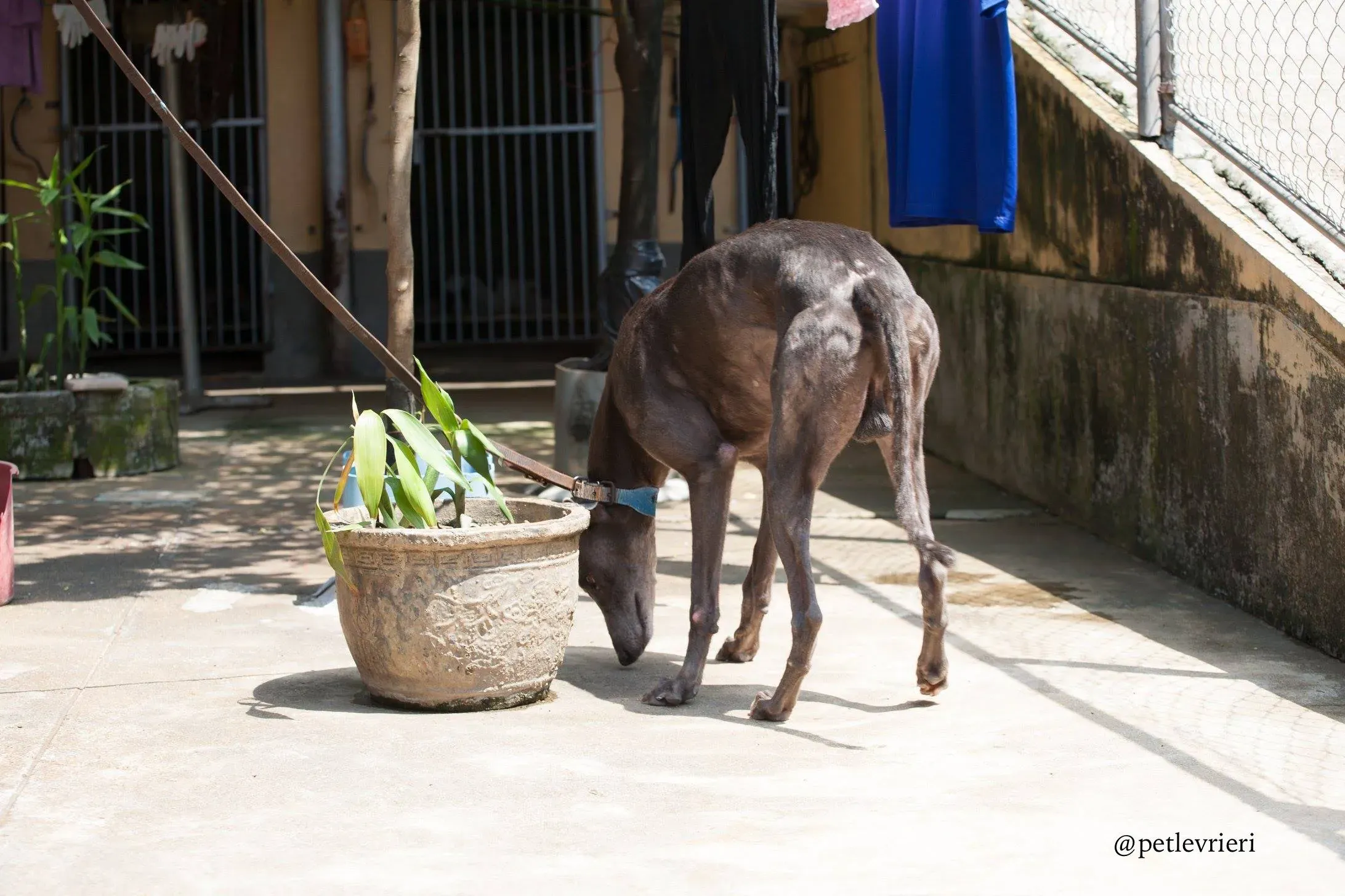 2 hacker adozione greyhound macao