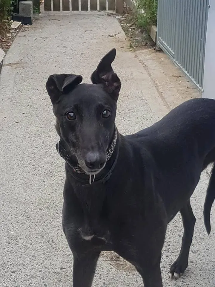 2 halla adozione levrieri greyhound