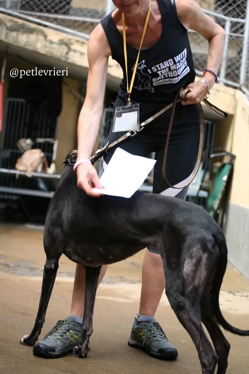 2 hang kei star adozione greyhound macao