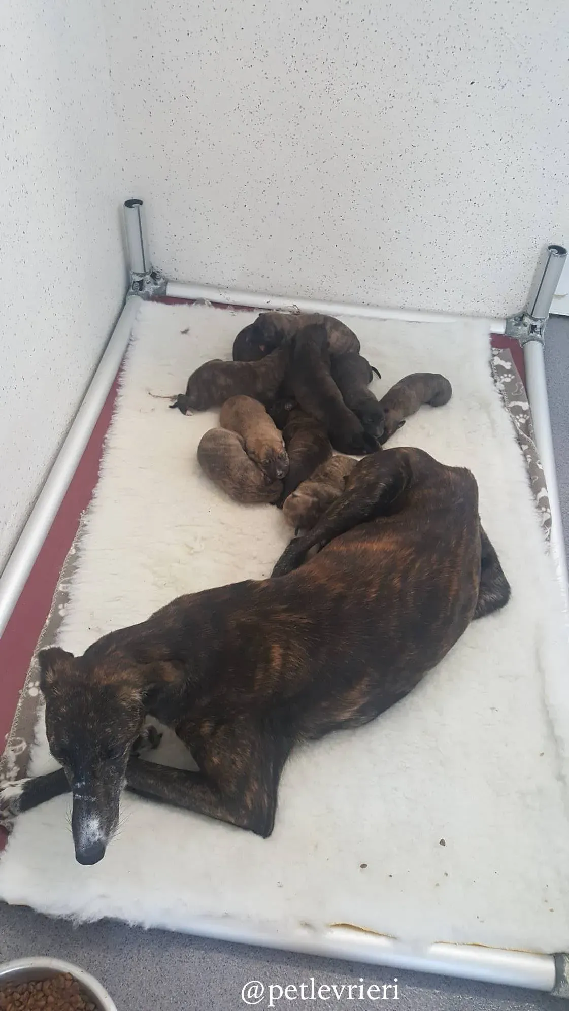 2 hazel adozione levrieri greyhound