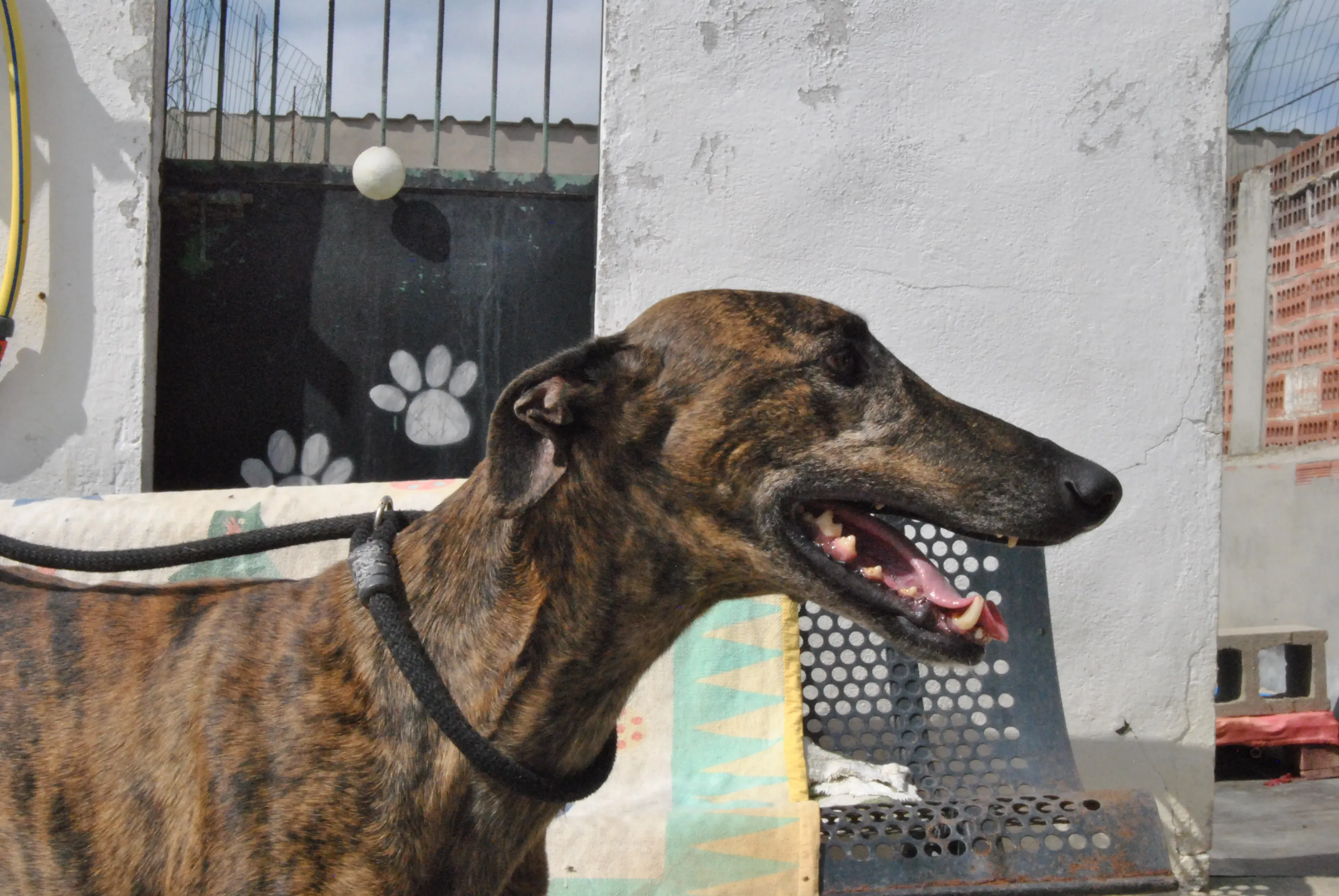 2 hercules adozione levrieri galgo