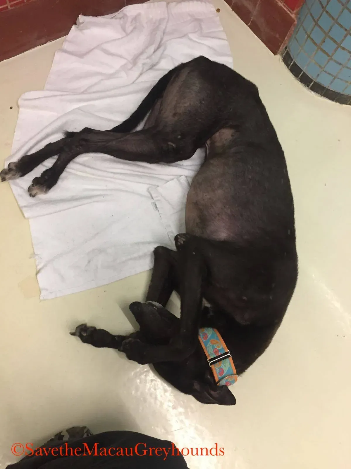 2 high mantenace adozione greyhound macao