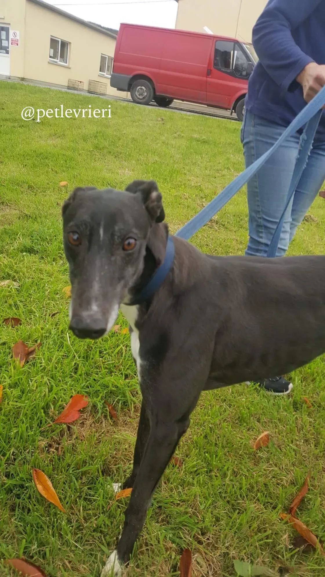 2 hilary adozione levrieri greyhound