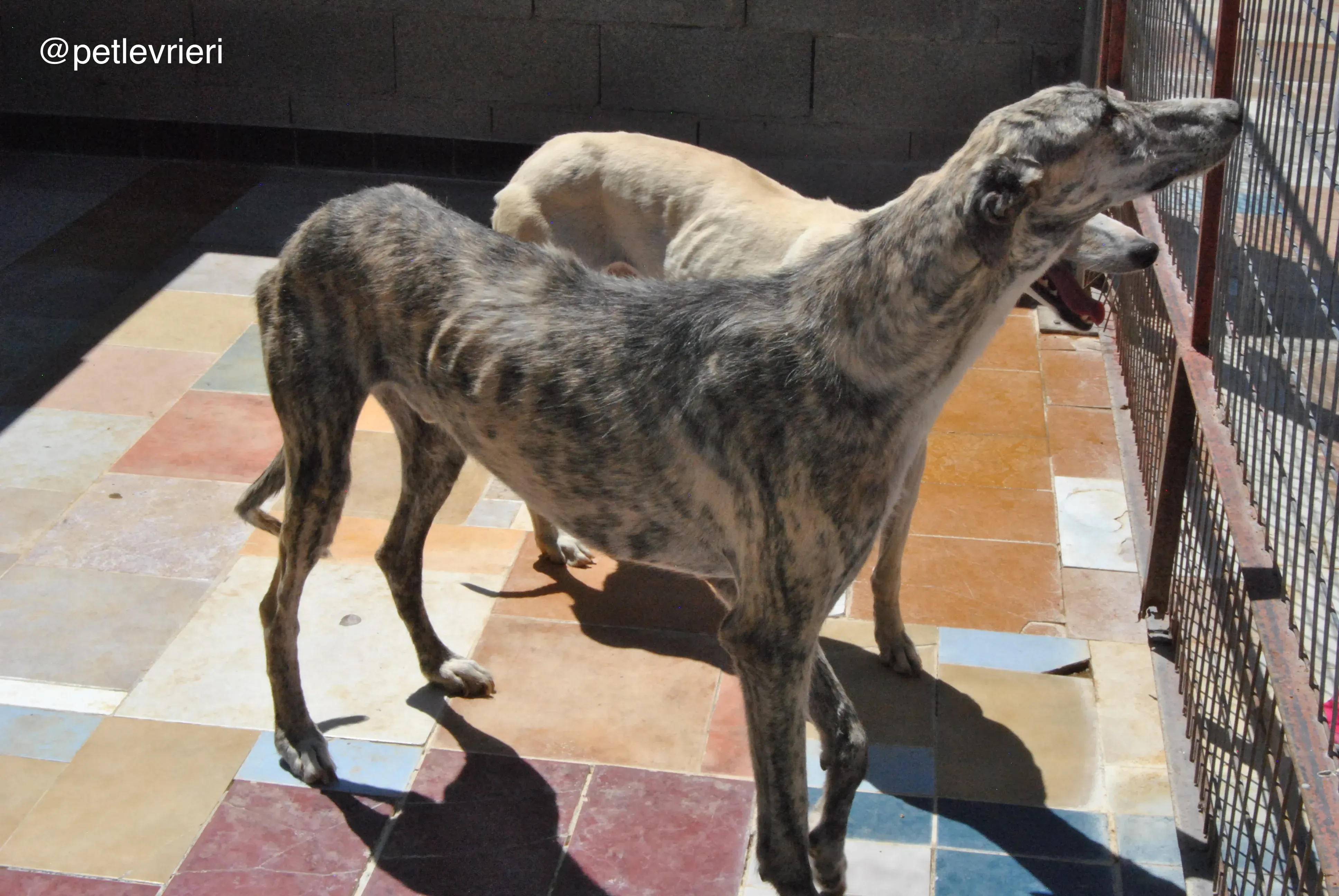 2 hispano adozione levrieri galgo