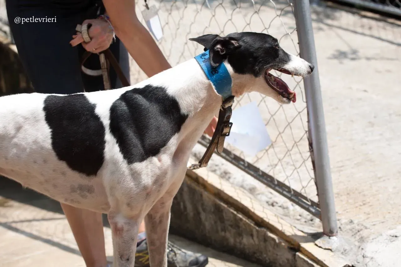 2 huntress adozione greyhound macao