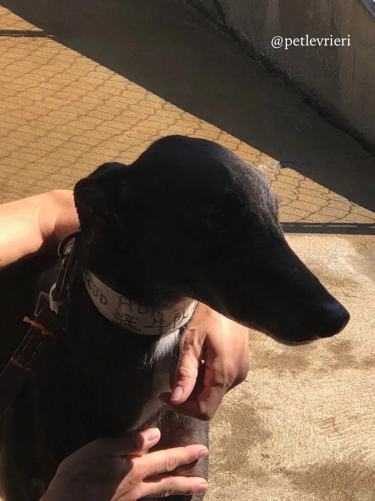 2 hurcan adozione greyhound macao