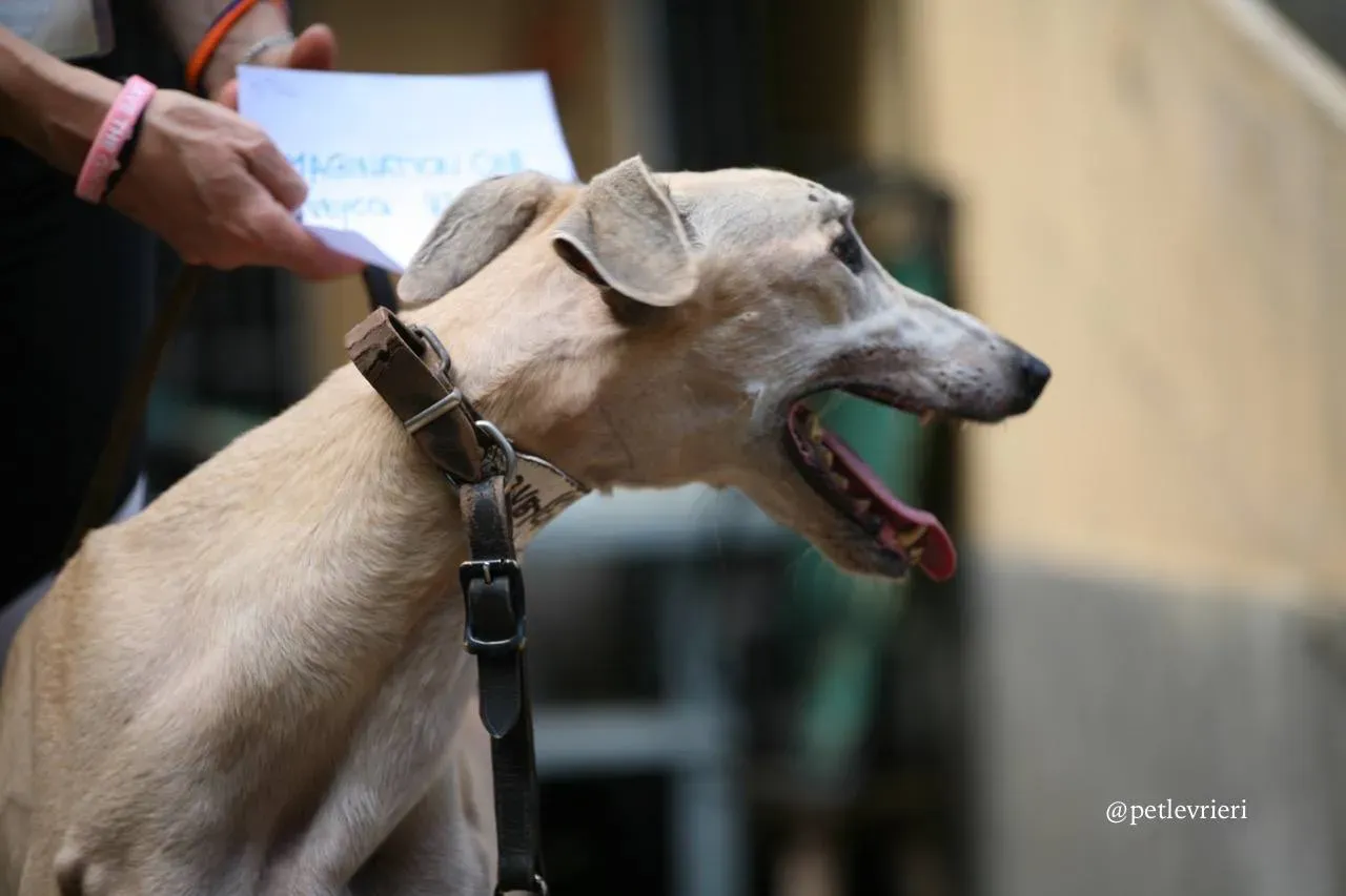 2 imagination one adozione greyhound macao